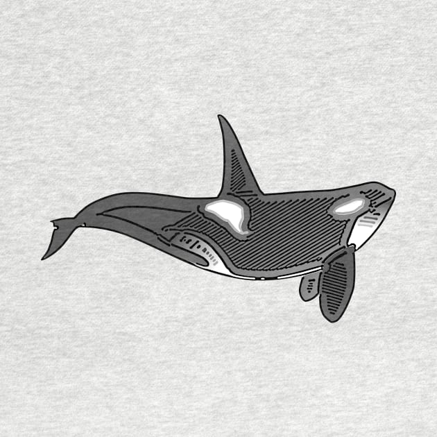 Orca Line Art Design by PhotoArts